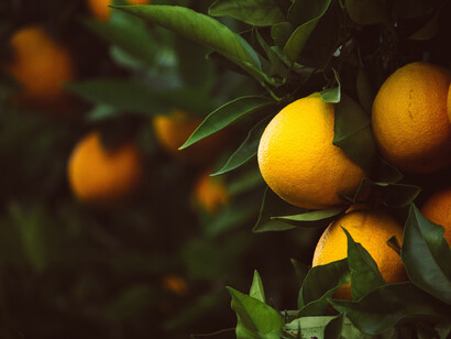 Wild foods
