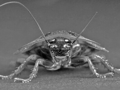 Los blatodeos, conocidos también como cucarachas, cutias o baratas son un orden de insectos hemimetábolos paurometábolos de cuerpo aplanado