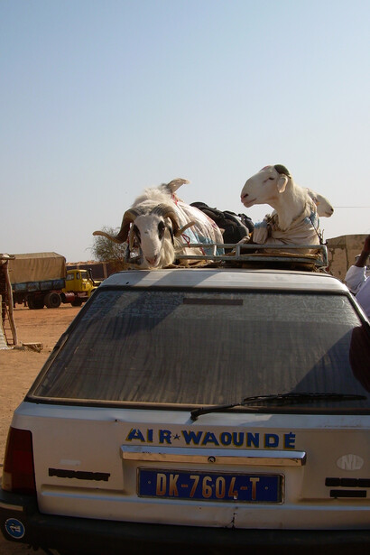 Un viajero transporta corderos en el techo de su coche. Foto: Fernando Miguel