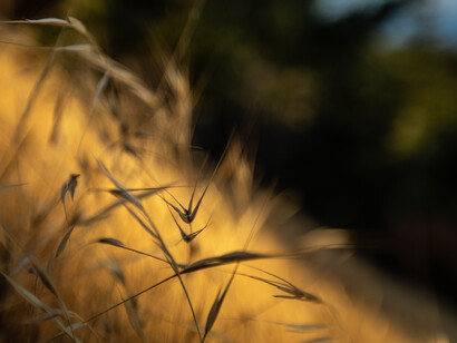 Amber Waves, ph. Michael Stillwater