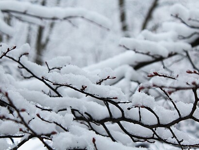 He obeyed the stay home mandate