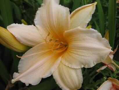 Hemerocallis Baley
