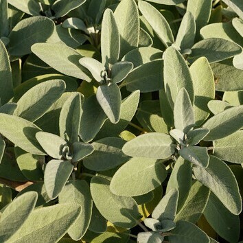 La salvia può essere adoperata nell’igiene dei denti