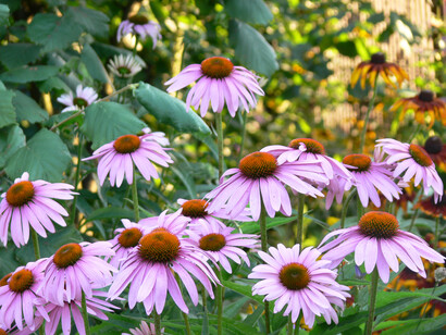 Echinacea Angustifolia