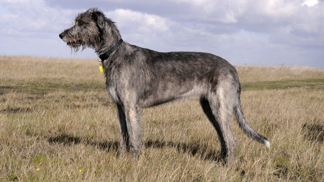 Un esemplare di Irish Wolfhound, il levriero irlandese
