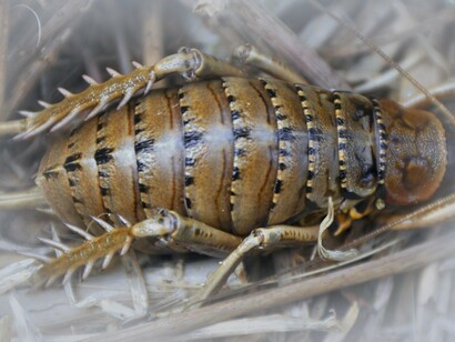 Wētā, inseto gigante típico da Nova Zelândia. O caso da Nova Zelândia perdendo sua riqueza natural é um prenuncio do que aconteceria com o mundo nos próximos séculos, e que ainda acontece hoje em dia, com várias espécies de animais, principalmente insulares, desaparecendo após seu contato com o homem que vinha explorar novos habitats