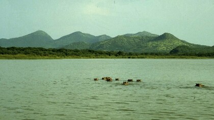 Lago Chew Bar