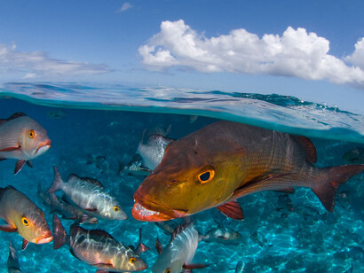 Wildlife Photographer of the Year. Courtesy of Royal BC Museum
