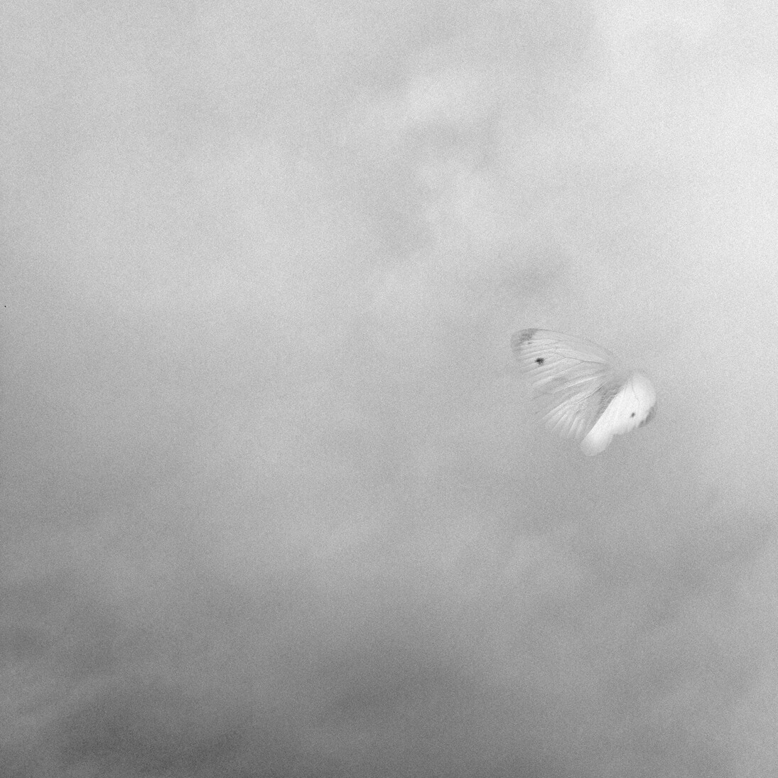 Nicene Kossentini, Untitled II, Envol series, 2014, Black & White photography