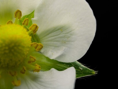 Vorrei averlo a portata di mano, quel profumo