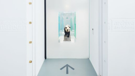 Quagga & Dodo. Courtesy of Naturhistorisches Museum Basel