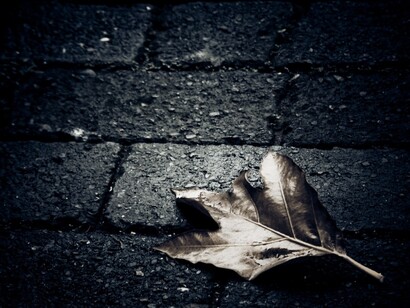 Una hoja caída en el suelo