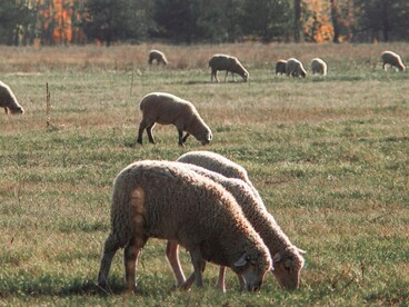 Il suo gusto deciso racconta il territorio del Parco Nazionale del Gran Sasso e Monti della Laga