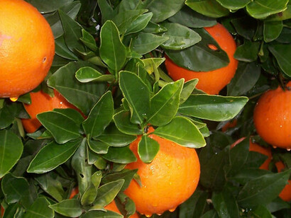 Naranjas en un naranjo de Valencia