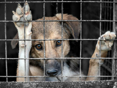 A dog in an animal shelter awaiting adoption, behind bars, highlighting the harsh realities of animal cruelty and the plight of homeless animals
