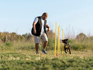 A dog learning through obstacles with a trainer, highlighting how consistency and positive reinforcement shape success in training and life