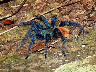 Tarantula azul de Paraguaná, «Chromatopelma cyaneopubescens»