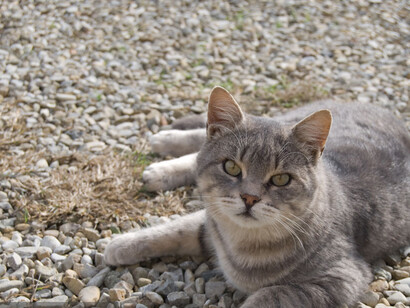 Gatto grigio