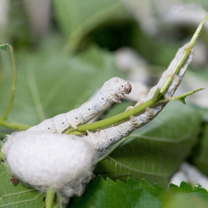 Venue de Chine où sa présence est attestée dès le 3ème millénaire avant notre ère, la soie fait l’objet d’un commerce florissant autour des fameuses routes de la soie