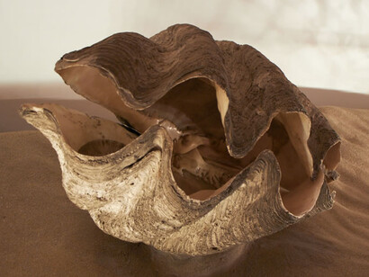 The giant clam. Courtesy of Grigore Antipa National Museum of Natural History
