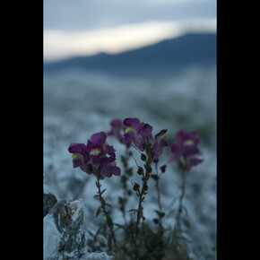 Dusk, Point Kean, The Kaikoura Peninsular © Jem Southam courtesy Huxley-Parlour
Gallery