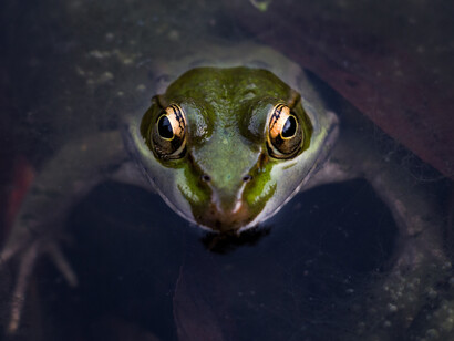 Frog in the Andean region