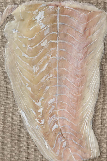 Helene Appel, Fish Fillet, 2017, Encaustic and oil on linen, 8 x 5 5/8 in. (20.3 x 14.6 cm). © Helene Appel 2017. Courtesy The Approach, London. Photo: FXP photography.
