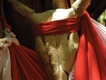 Une présence symbolique, le Zebu, à l'Arbre sacré, Nosy-be, Madagascar