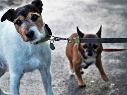 La passeggiata come cani al guinzaglio
