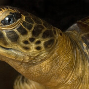 Reptiles and Amphibians Gallery. Courtesy of Museo di Storia Naturale