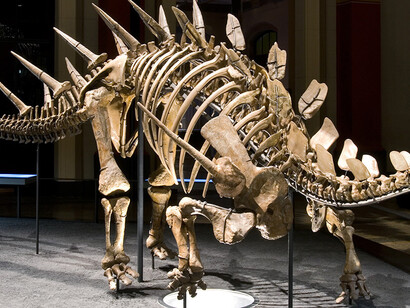 The World of Dinosaurs. Courtesy of Museum für Naturkunde