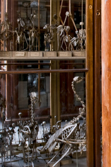 Vögel. Courtesy of Museum für Naturkunde