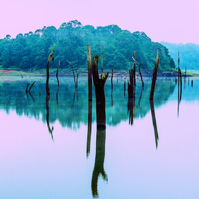 Irena Anna Sowinska, Forgotten Forest, 17” x 23.5”, Digital Photograph on Fine Art Paper, Courtesy of Agora Gallery