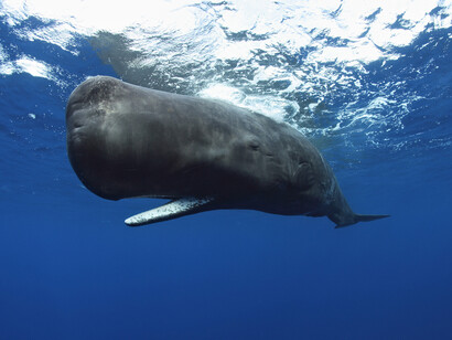 Sperm whale (Physeter macrocephalus)