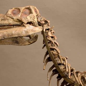 The dinosaurs rooms and courtyard. Courtesy of Museo di Storia Naturale