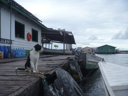 Una estación flotante vigilada por un gato muy gracioso