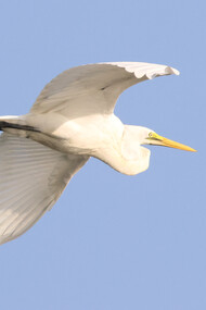 Great Egret © Gehan de Silva Wijeyeratne