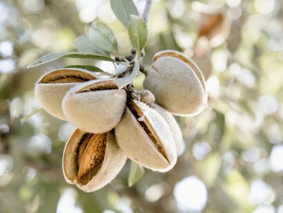 La coltivazione del mandorlo in Puglia contribuisce a preservare il paesaggio rurale e a sostenere l’economia locale, poiché molte piccole aziende familiari si dedicano a questa attività