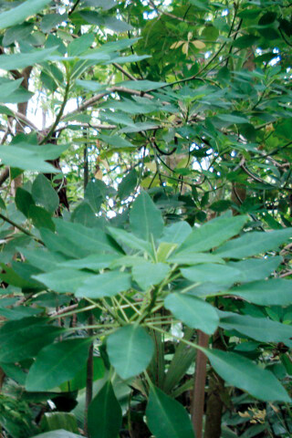 Lechilla («Euphorbia hoffmanniana»), bautizada en honor de Hoffmann. Foto: Luko Hilje