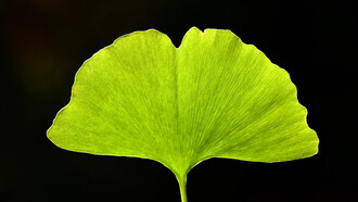 The gingko leaf