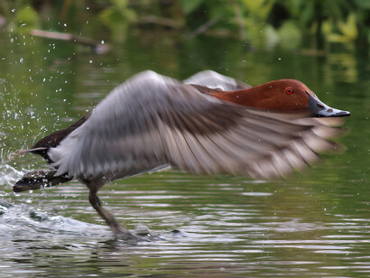 Common Pochard (Male), RSPB Rye Meads © Gehan de Silva Wijeyeratne