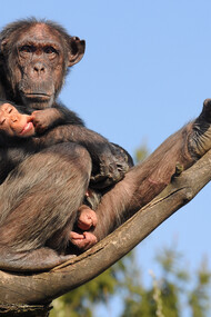 The common chimpanzees (Pan troglodytes)