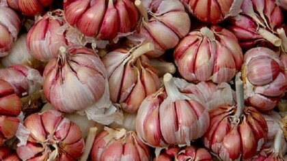 Aglio comune - Allium sativum