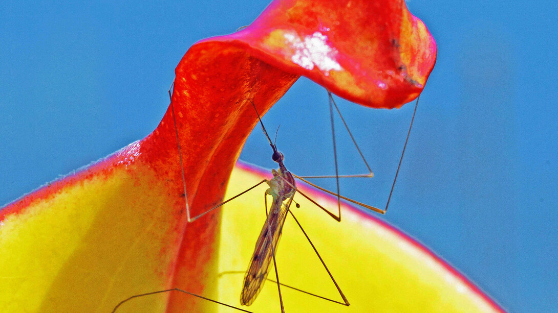 Un zancudo a punto de caer en la trampa de una Heliamphora