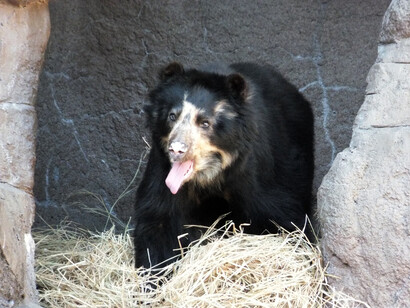 Asiatic Black Bear