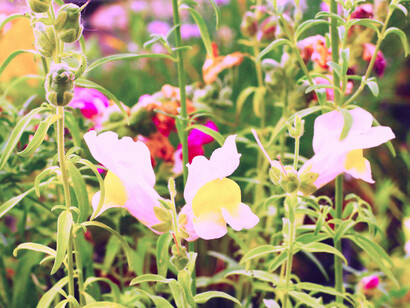Flores en el vivero de Josep Pàmies ubicado en Cataluña, España
