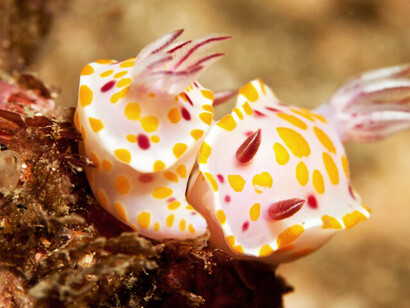 Nudibranchs mating at Old Man’s Hat dive site in Sydney, Australia