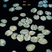 Casey Roberts, Frog Pond, cyanotype, gouache, and phosphorescent paint on paper, 35x42 inches, copyright the artist. Courtesy the artist and Momentum Gallery
