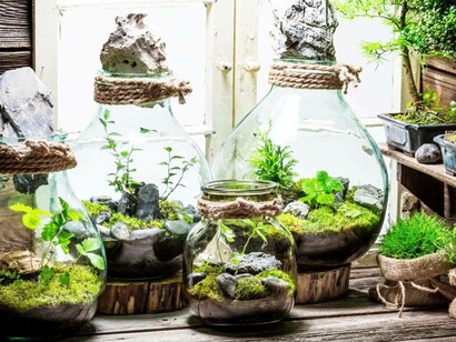 Mini ecosystems; replanting trees from deforested areas