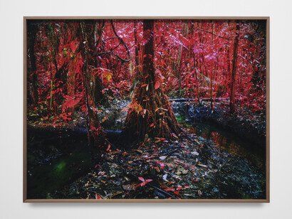Richard Mosse, Oil Spill on Kichwa Territory III, Block 192, Rio Tigre, Loreto, 2023, C-print, 48x64 inches. Courtesy the artist and Altman Siegel Gallery, San Francisco